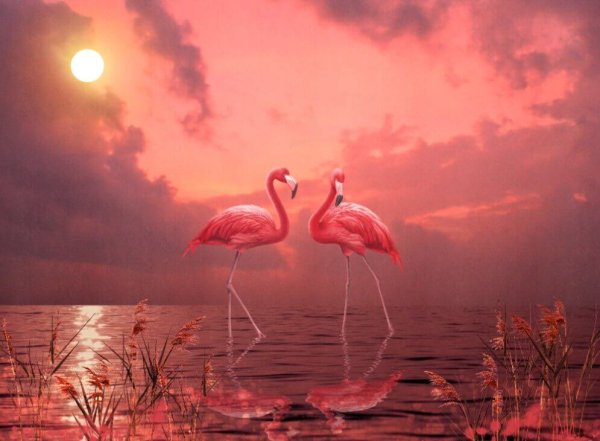 Фламинго на закате