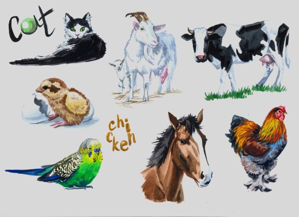 Домашние животные акварелью