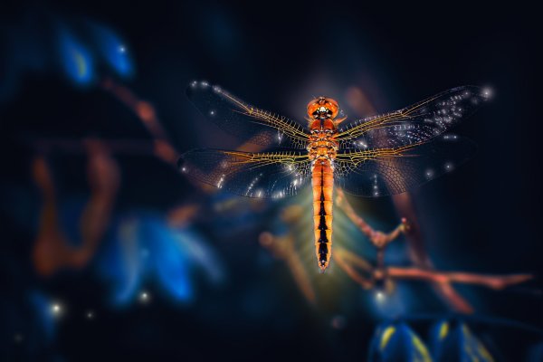 Стрекоза арт