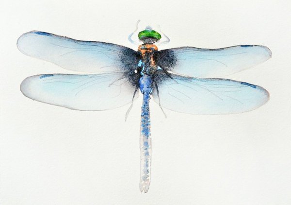 Стрекоза акварель