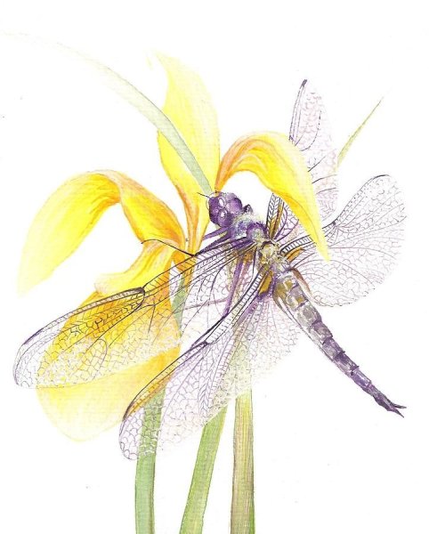 Стрекоза гунби