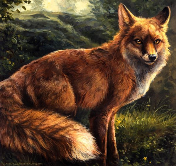 Furry Fox kenket