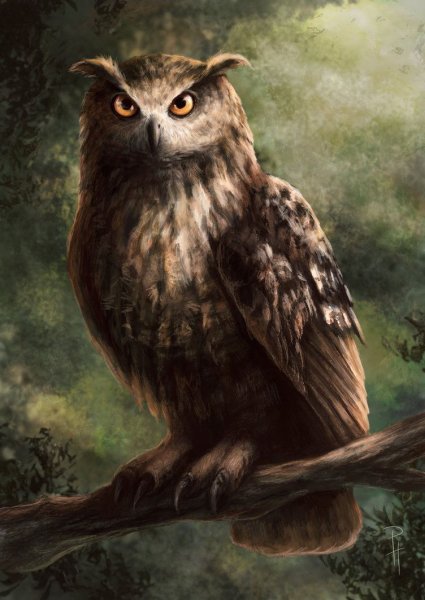 Сова фэнтези