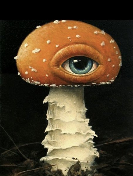 Аманита Мускария психоделика