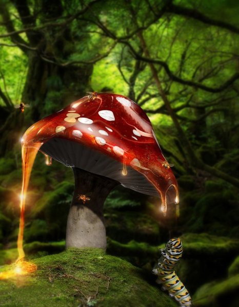 Фантастические грибы