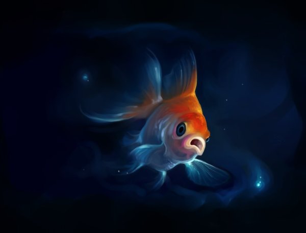 Красивые рыбы арт