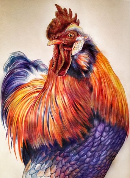 Курица арт