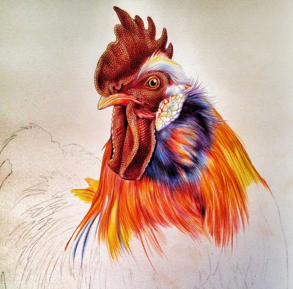 Огненный петух