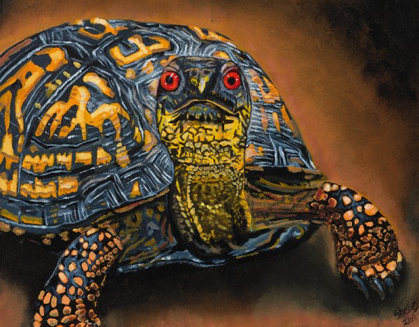 Черепахи арты красивые