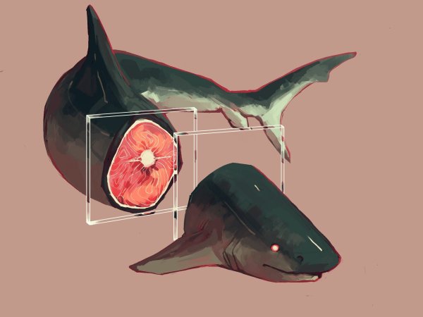 Акула референс