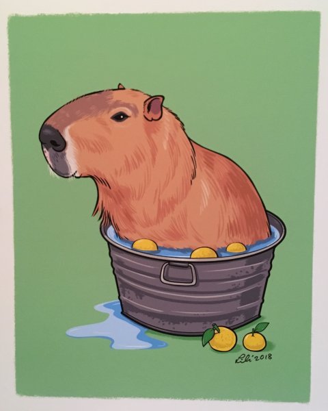 Капибара скетч