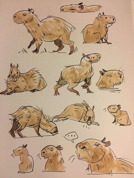 Капибара референс