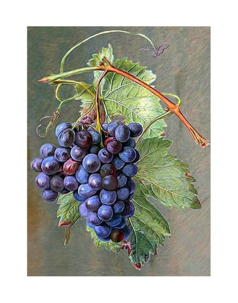 Картина Апеллеса виноград