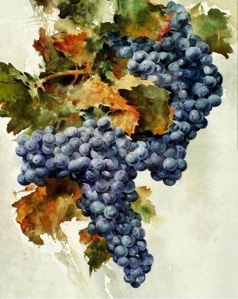 Виноградная гроздь акварелью