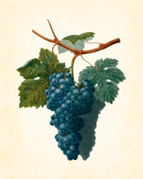 Виноград арт