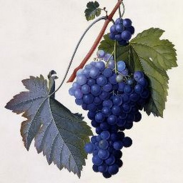 Виноград арт