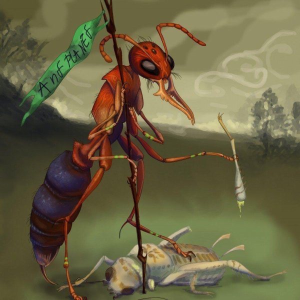 Муравей дацетон армигерум