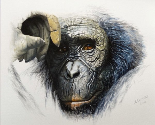 Картина шимпанзе