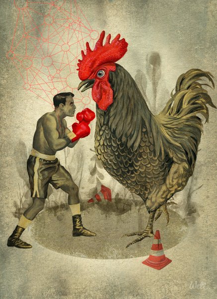 Петух анфас