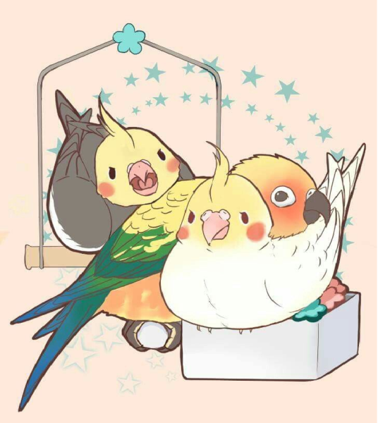 Попугай корелла Чиби