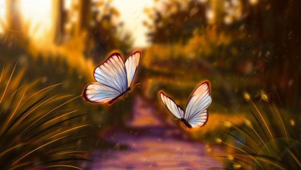 Бабочка на свет