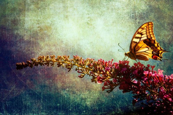 Фреска с бабочками