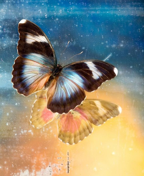 Бабочка душа
