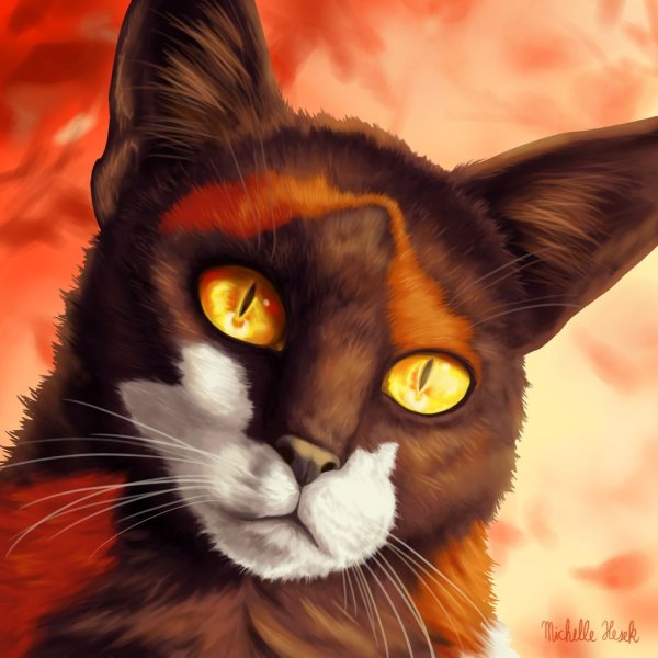 Сол кот коты Воители