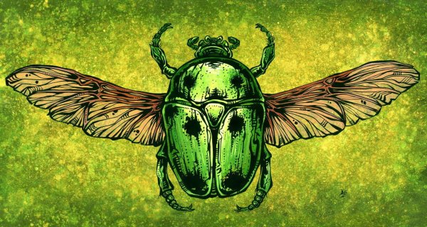 Жук скарабей с крыльями