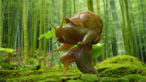 Улитка монстр