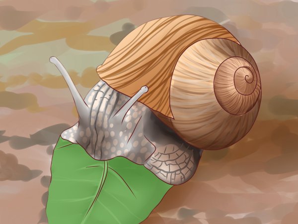 Улитка на аву