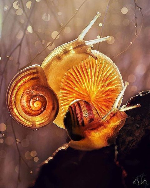 Улитка Солнечная рогатая