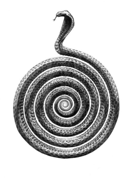 Змея свернувшаяся в спираль