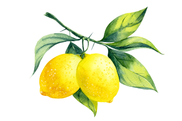 Ветка лимона