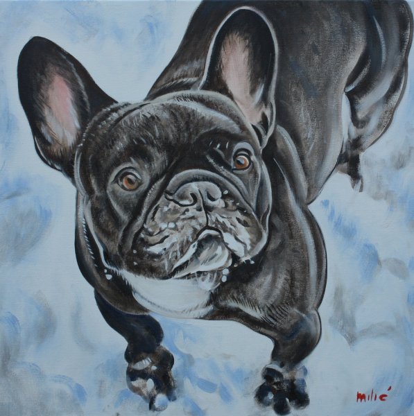 Французский бульдог Вениамин Витольдович