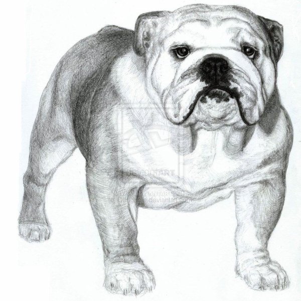 Английский бульдог карандашом