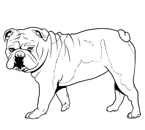 Булька толстой