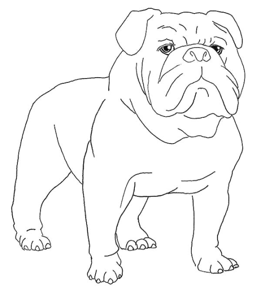 Пес бульдог по кличке дог