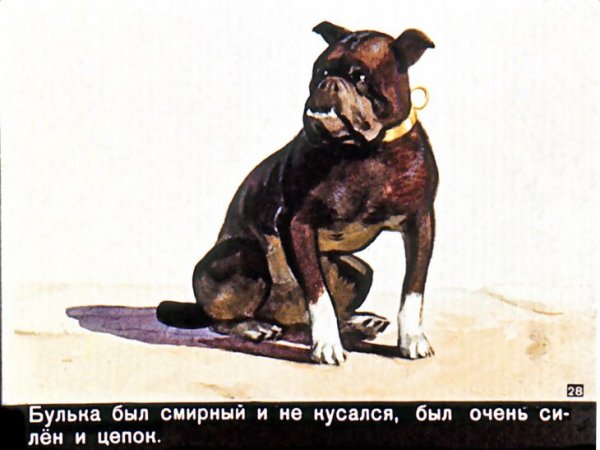 Лев толстой Булька