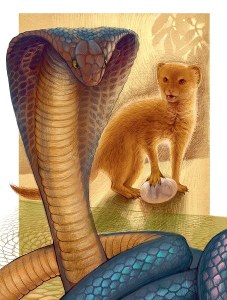 Рики Тики Тави Кобра