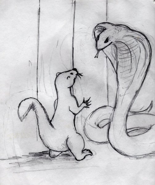 Рикки Тикки Тави иллюстрации к сказке