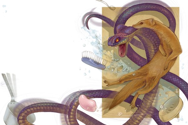 Сказка р Киплинга Рикки Тикки Тави