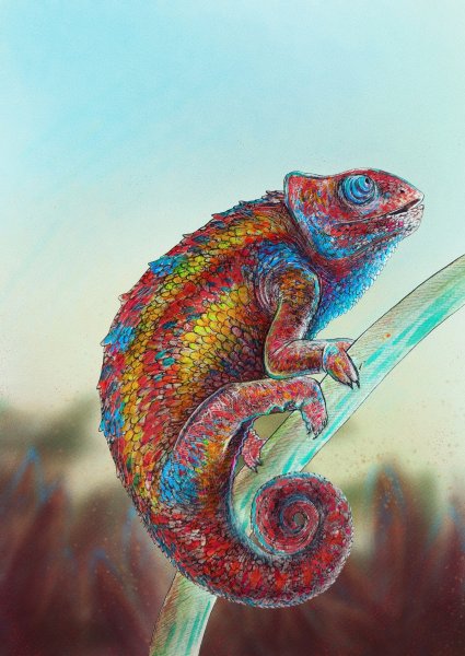 Хамелеон рисунок