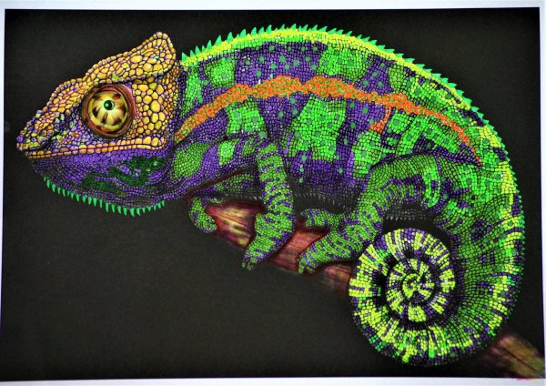 Хамелеон арт