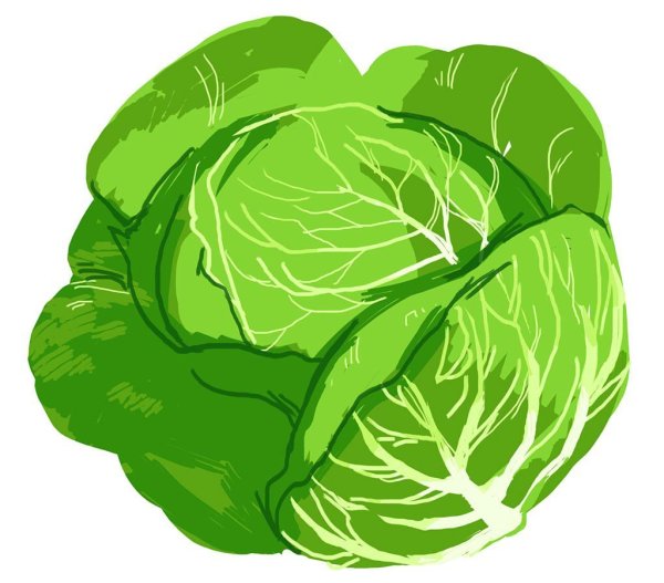 Капуста рисунок