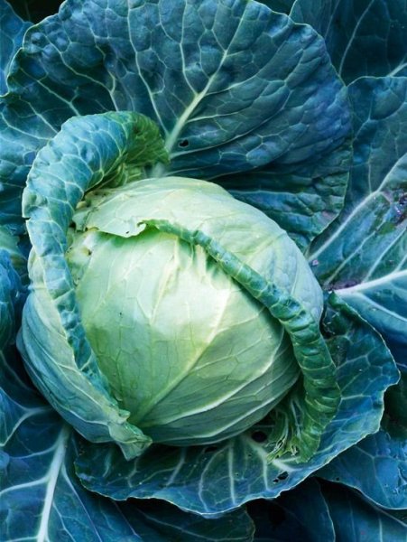 Капуста Грин бол сорт