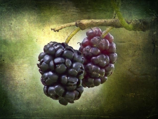 Фэнтези ягоды