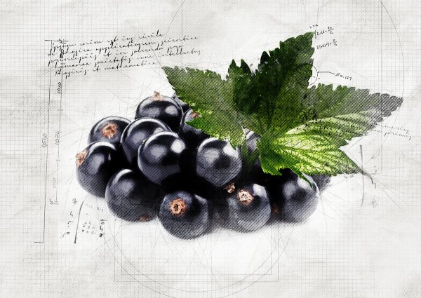 Смородина акварель