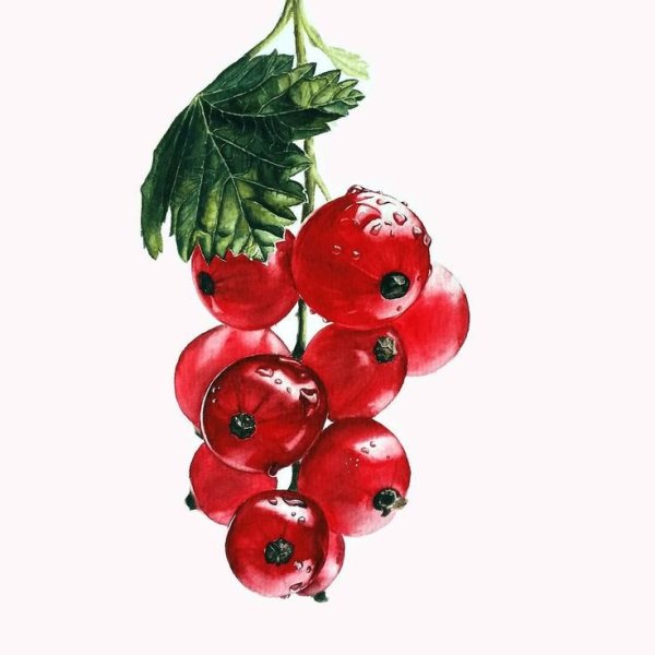 Смородина акварель