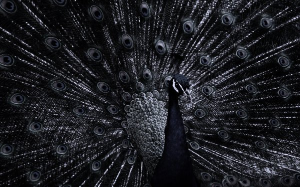 Черный Павлин